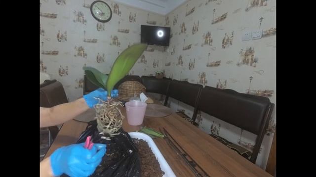 Как правильно удалять старые поврежденные листья у Орхидеи!!! смотреть онлайн