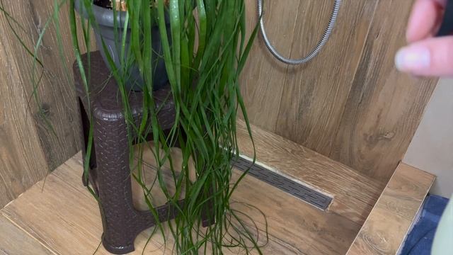 Ponytail Palm Care Tips and Tricks for a Thriving Nolina Palm, Beaucarnea recurvata смотреть онлайн