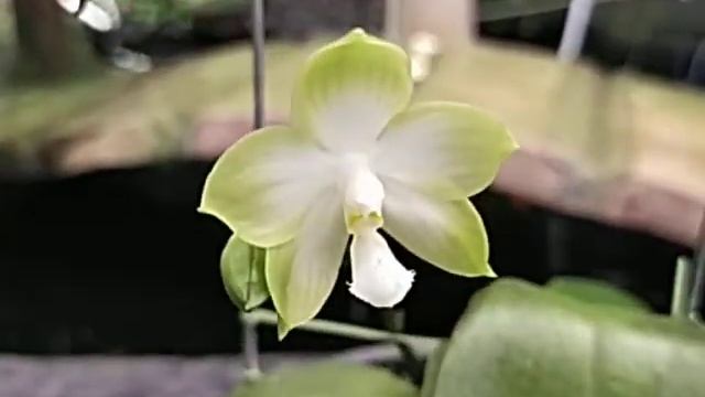 Phalaenopsis Rainbow Falconer смотреть онлайн