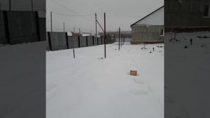 как укрыть ежевику на урале