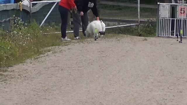 Roturace 2015 volpino italiano Osku смотреть онлайн