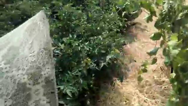 Помидоры в конце июля. 30 июля 2016 г. - Tomatoes at the end of July. July 30, 2016 смотреть онлайн