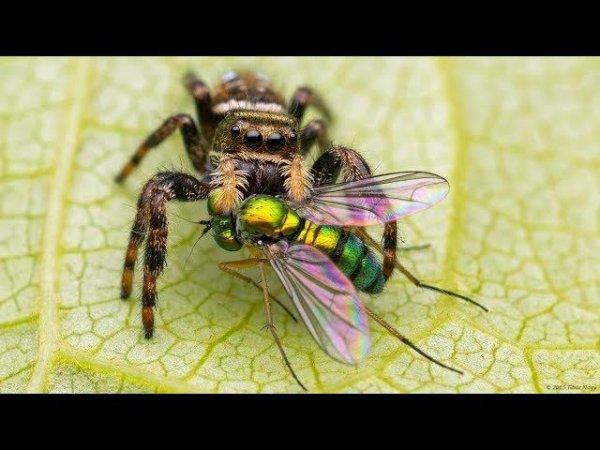 Крестовик мраморный vs Шмель