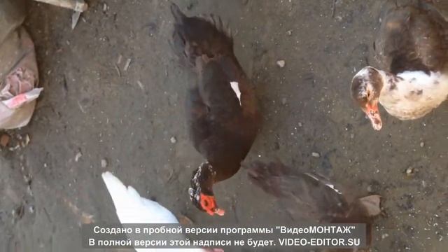 Разведение мускусных уток. смотреть онлайн