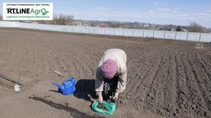 Посадка клубники весной. Как посадить рассаду земляники весной.