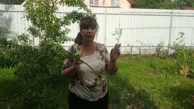 Почему желтеет перо лука?На пере светлые полоски-Луковый скрытнохоботник смотреть онлайн