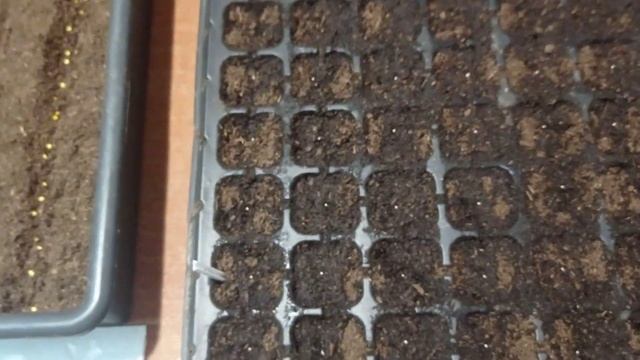 Посев китайской гвоздики и бегонии "Биг-Дэ Люкс" смотреть онлайн