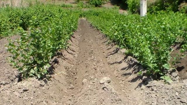 Минитрактор, окучники дисковые, "ушастые", растения. смотреть онлайн