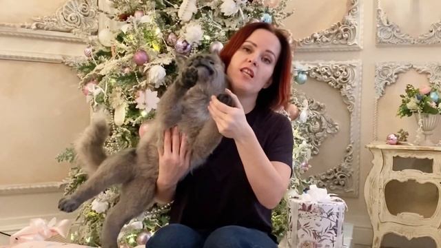 Волк игрушка смотреть онлайн