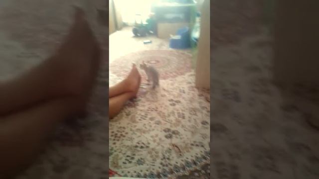 Мне подарили на день рождения котенка смотреть онлайн