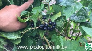 Смородина Пигмей. Топовый сорт смородины чёрной для дома.