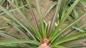 Угощаем друзей курицей в кокосе. Наш первый ананас. Высаживаем папайи. Жизнь в деревне.