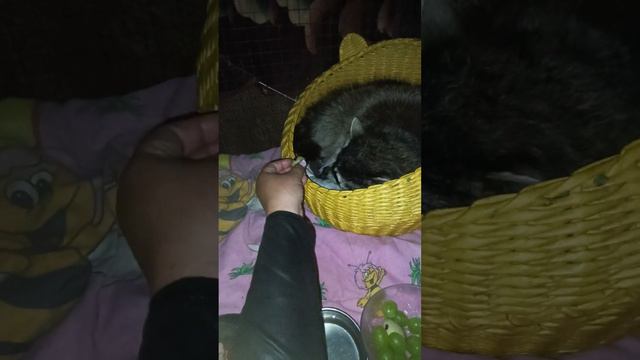 Я на седьмом небе от счастья.Только что Ромка поел.🥺#живи #любовь #еноты #raccoon #raistar #roblox смотреть онлайн