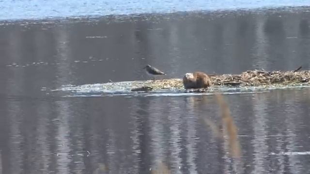 Elk's Island: Ondatras / Лосиный Остров: ондатры, апрель 2010 г. смотреть онлайн