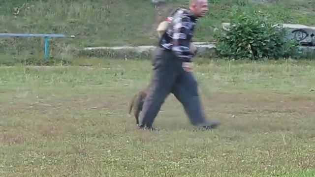 ЗКС Чингиз Хан Ам.Стаф.Терьер смотреть онлайн