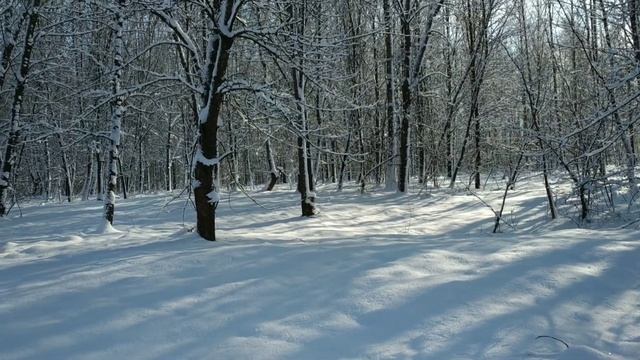 зимний лес, музыка для отдыха, Сергей Чекалин, пейзаж смотреть онлайн
