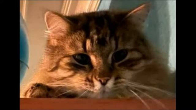 Лечебное Мурчание кота для сна 1 час смотреть онлайн