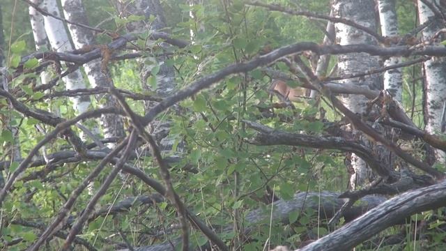 Охота на кабана с оленями. Охочусь с подхода и на вышке. смотреть онлайн