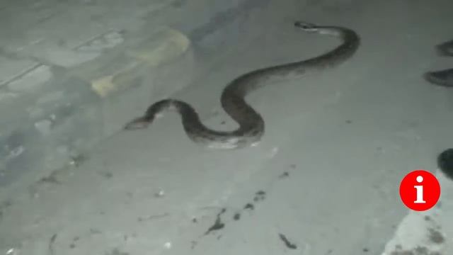 Giant Python Find at Road in India - Watch Video смотреть онлайн