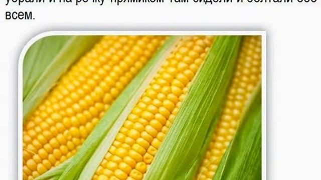 Кукурузные початки смотреть онлайн
