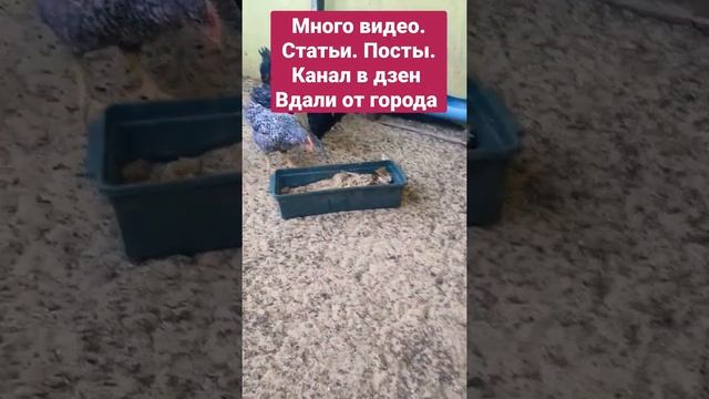 Плимутрок. Чёрная Московская смотреть онлайн