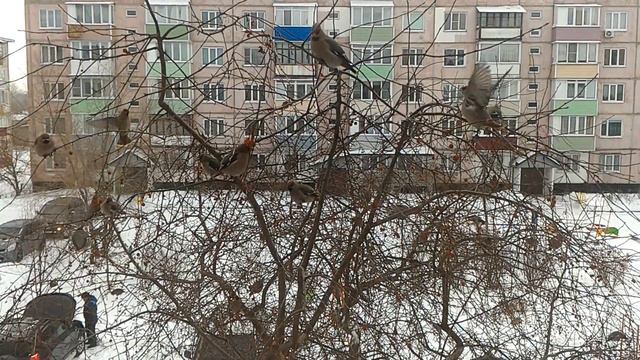 Свиристели прилетели! смотреть онлайн