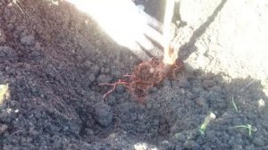 Как правильно посадить малину!