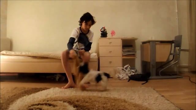 Дрессировка собак бивер йорк смотреть онлайн