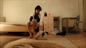 Дрессировка собак бивер йорк