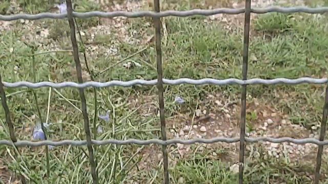 Марсель и Ричард пришли за гостинцами в первых рядах. смотреть онлайн