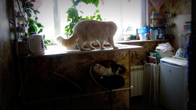 Cat escapes from Maine Coon.Кошка убегает от мейн-куна. смотреть онлайн