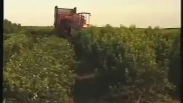 Amanda - ведущая марка мате. Самый лучший Yerba Mate в клубе Матэ