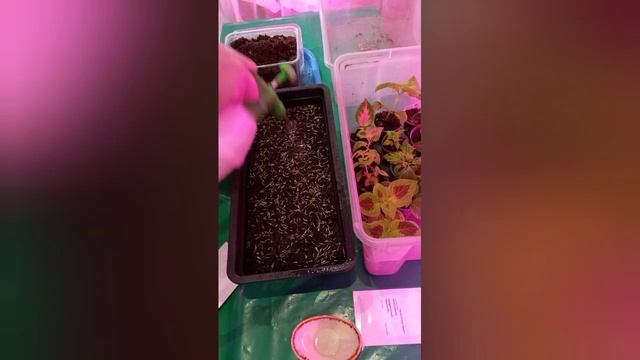 1 февраля 2021 г. посев бархатцев отклонённых. смотреть онлайн