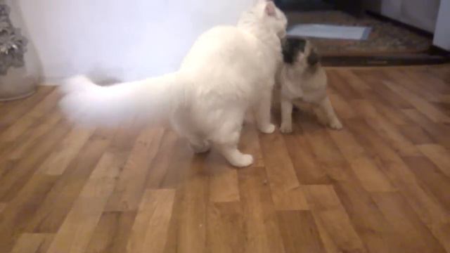 Мопс Веник и кошка Алиса Андреевна играют смотреть онлайн