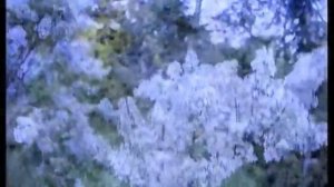 Одинокая ветка сирени. В. Залкин. (кавер)