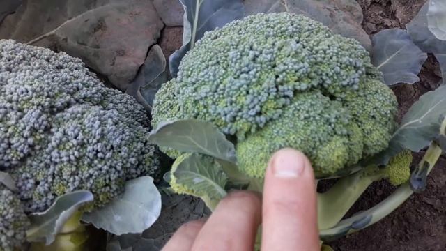 Брокколи Партенон от компании "SAKATA" смотреть онлайн