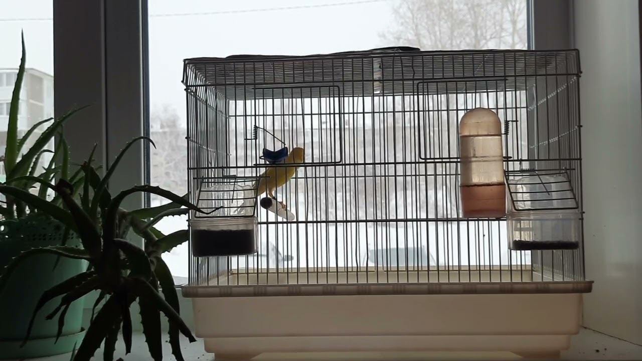 Песня кенаря 8 января 2023 год. смотреть онлайн