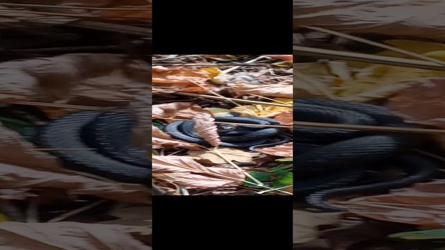 Отдыхает на солнышке.
#уж #отдых #лес #осень #природа #солнце