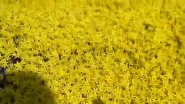 Sedum acre Aureum смотреть онлайн