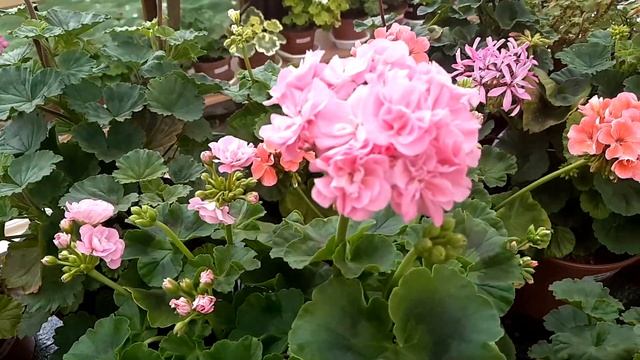 Как перенесли жару наши сорта пеларгоний. смотреть онлайн