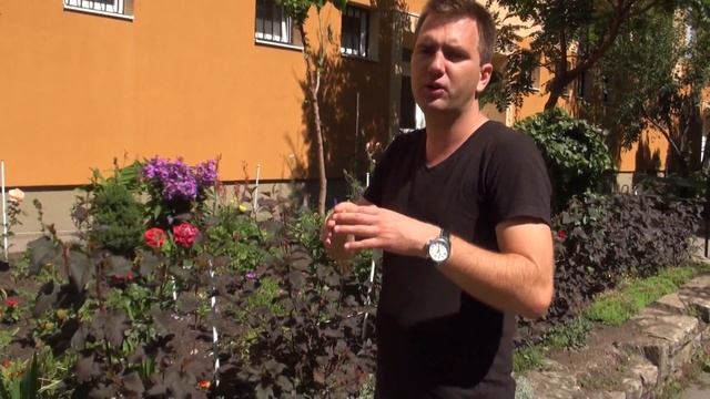 Physocarpus opulifolius 'Diabolo' - Bordó hólyagvessző - Megyeri Szabolcs növényrendelés Ménfőcsana смотреть онлайн