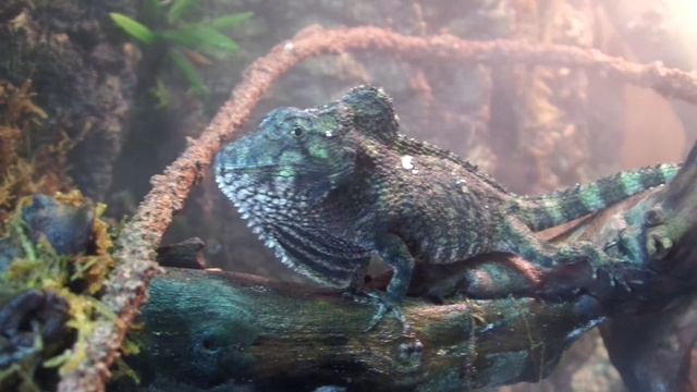 chamaeleolis barbatus смотреть онлайн