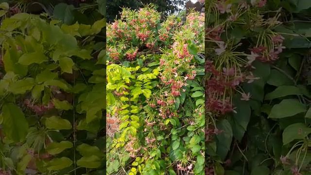 Beautiful Flower video ,# Natural flower video,# Relax flower video смотреть онлайн