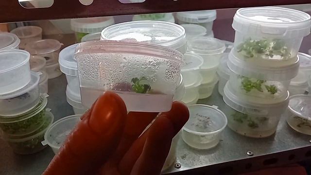 [137] Меристема растет, нашли рецепт! | Малина и фуксия на укоренении | Про процесс размножения смотреть онлайн