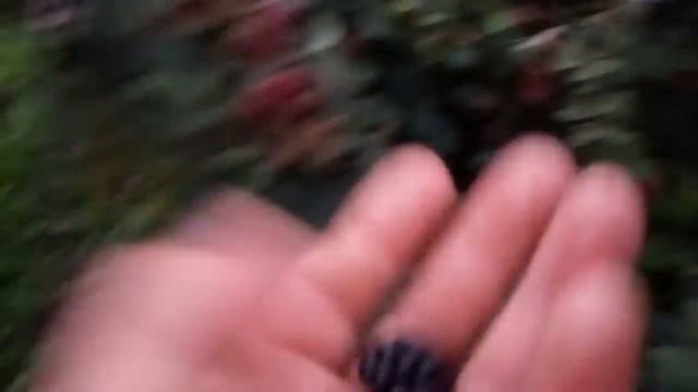 Ежевика Торнфри. Зреет ягода. Просто шок! Очень много! смотреть онлайн