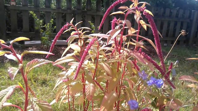 MOV 0303Amarant (Amaranthus), auch Fuchsschwanz genannt смотреть онлайн