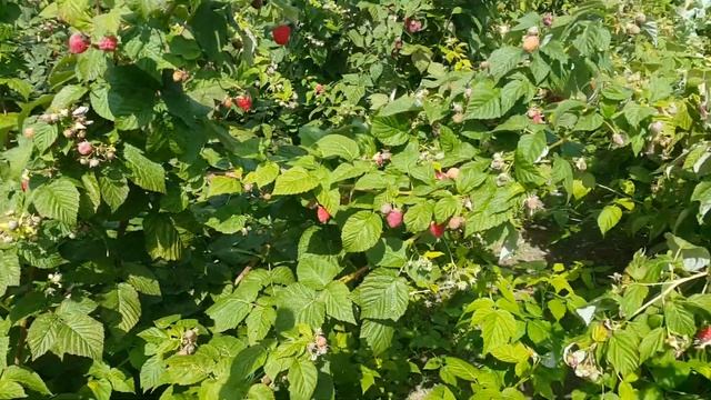 Полка, Joan J, Зюгана, Брусвяна, Эрика на 7 сентября обзор - сравнение ягод и кустов смотреть онлайн