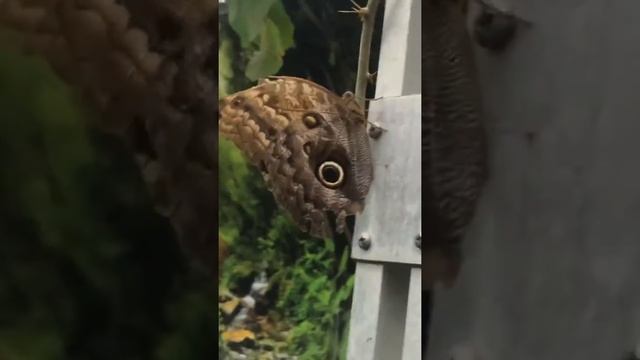 Часть два про музей бабочек смотреть онлайн