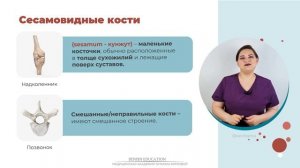 АНАТОМИЯ КОСТНОЙ СИСТЕМЫ