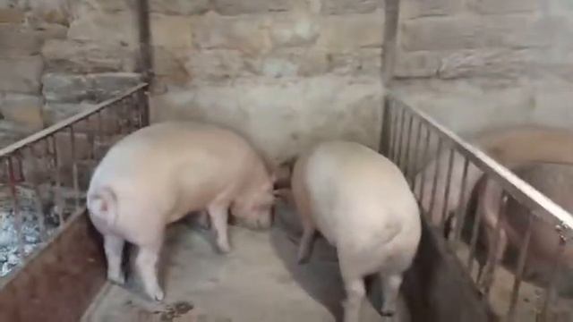 Цена на мясо. Сдаем свиней. Как быть? смотреть онлайн